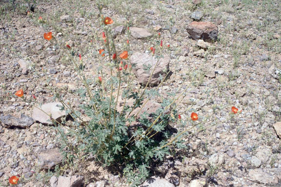 Sphaeralcea ambigua ssp. ambigua